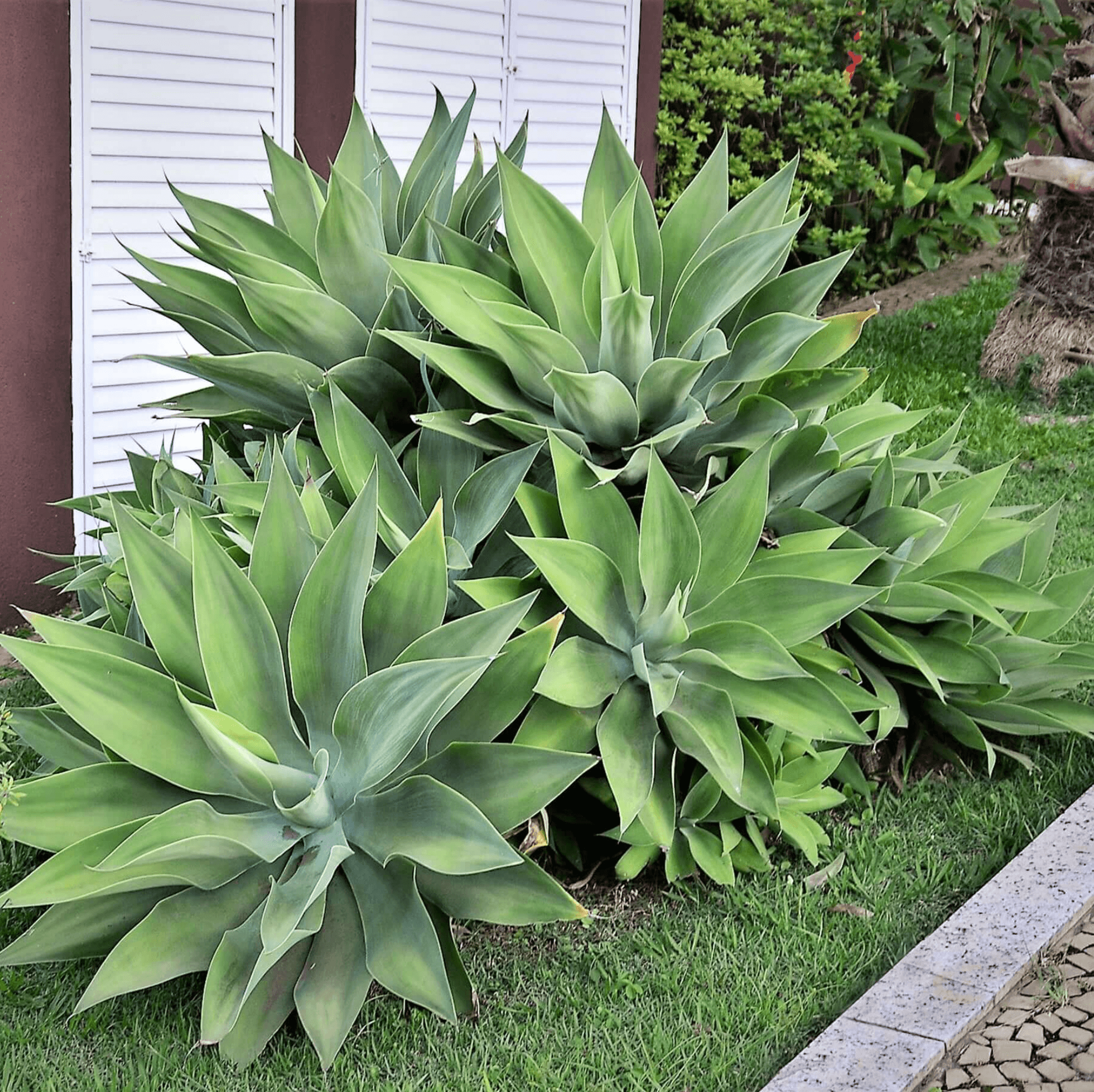 A large, silvery-green rosette of Foxtail Agave with a curved flower spike emerging from the center.