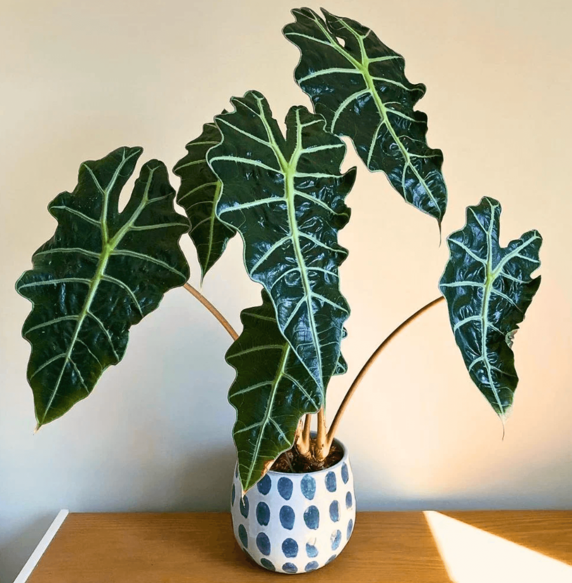 Alocasia Amazonica in a white pot on a wooden table, with bright indirect light.