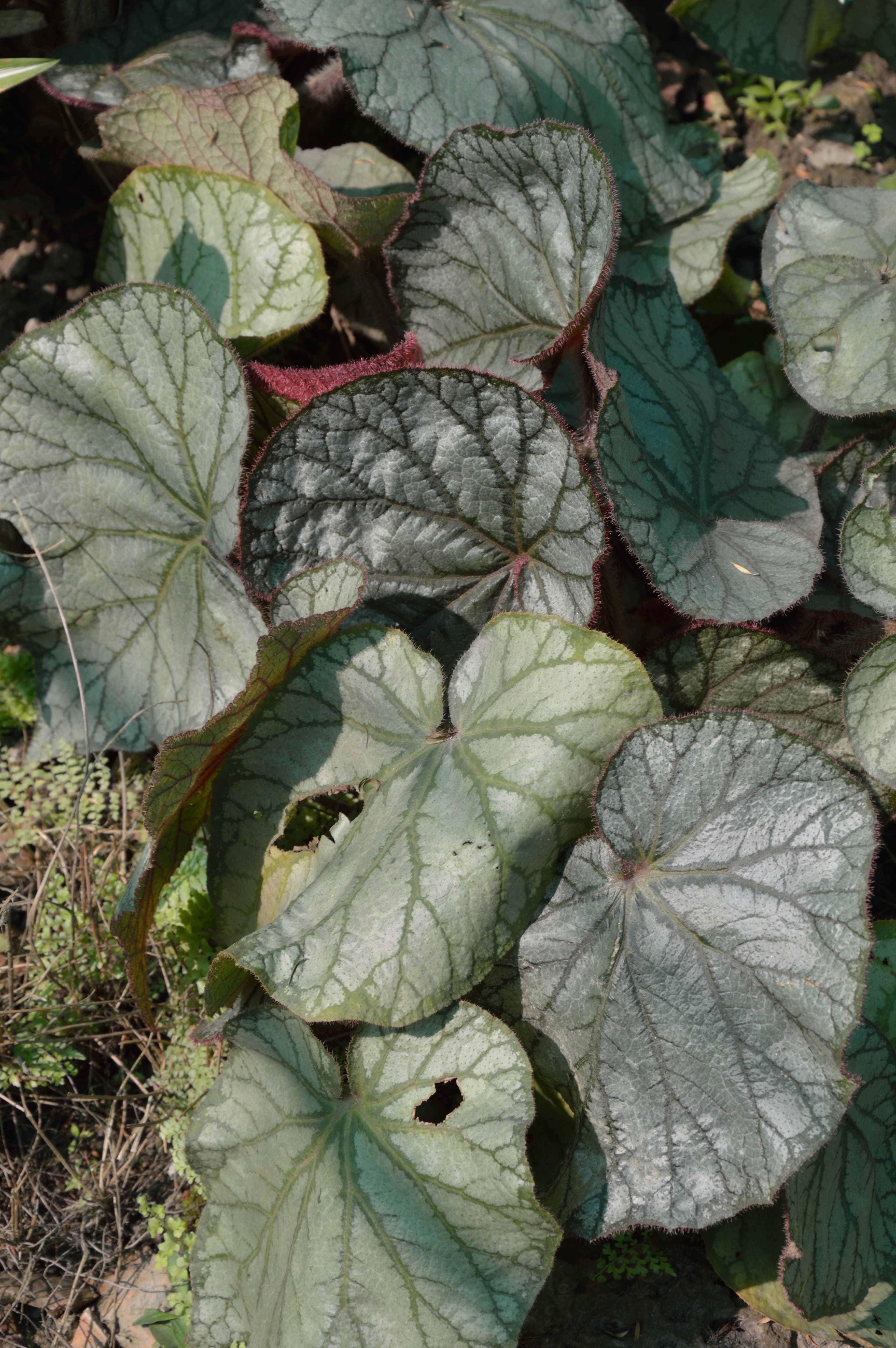 Close-up of rex begonia leaves with metallic silver patterning, dark green centers, and red-fringed edges.
