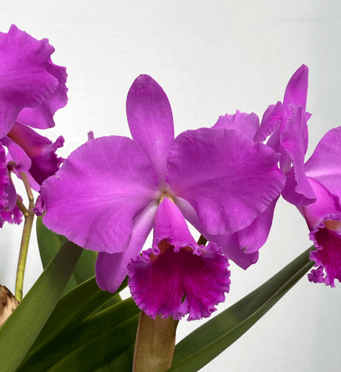 Cattleya Labiata in bloom, showing a large pink flower with ruffled edges.