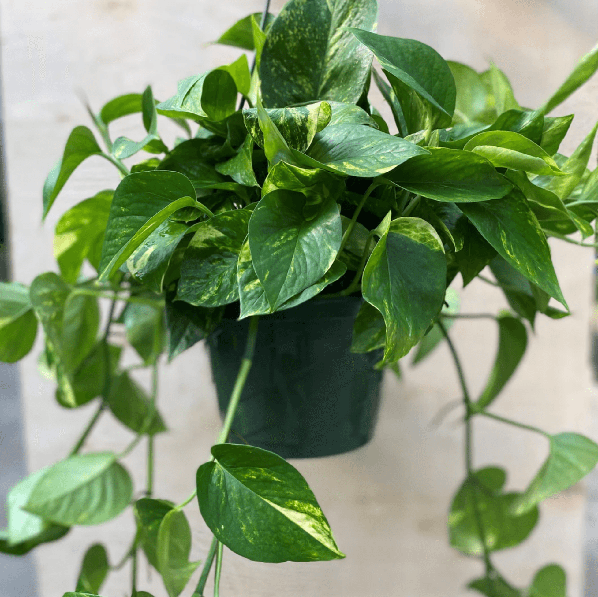 Golden Pothos in a hanging basket, trailing down with variegated leaves.