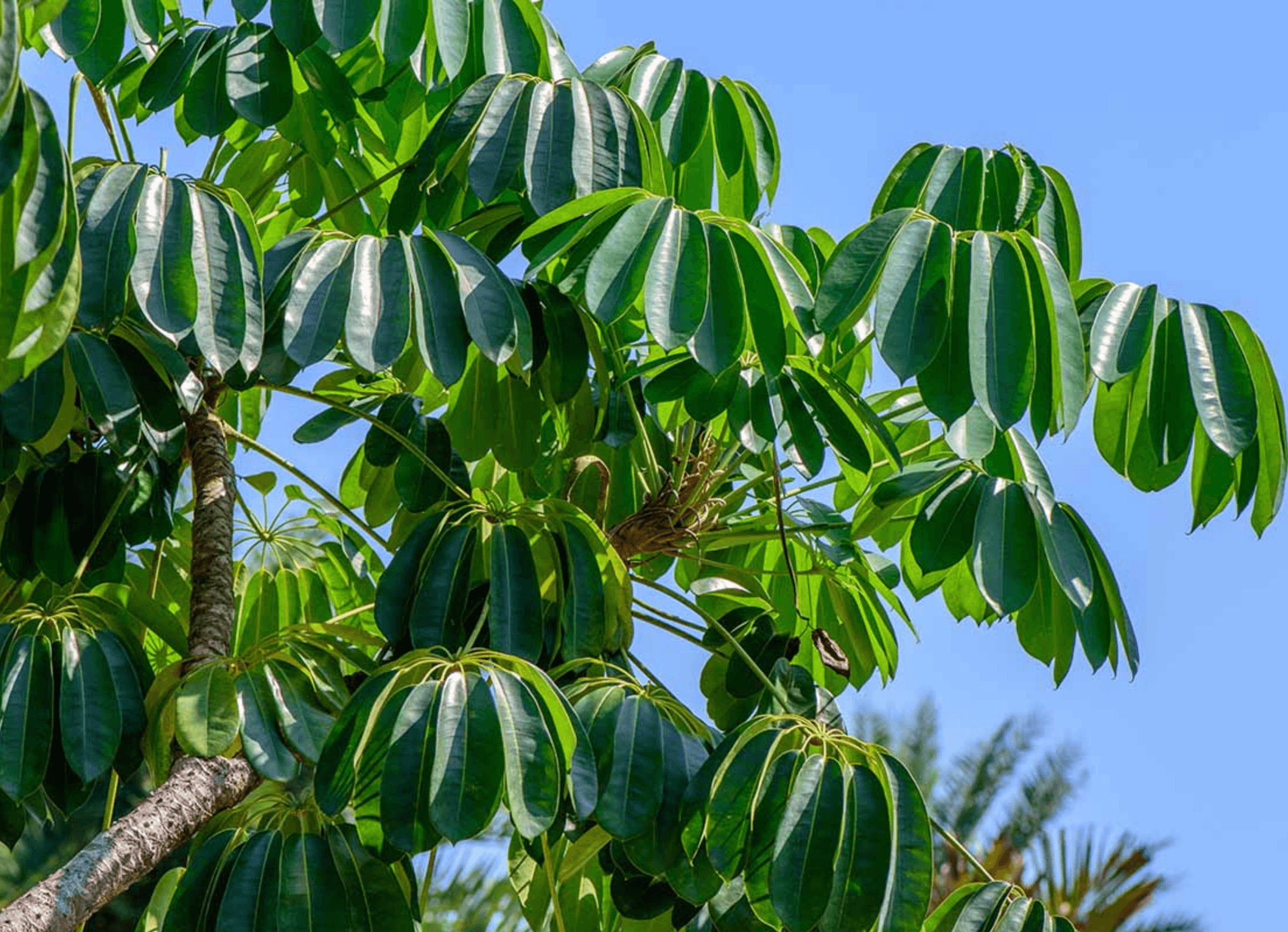 Australian Umbrella Tree with glossy compound leaves radiating from a central point.