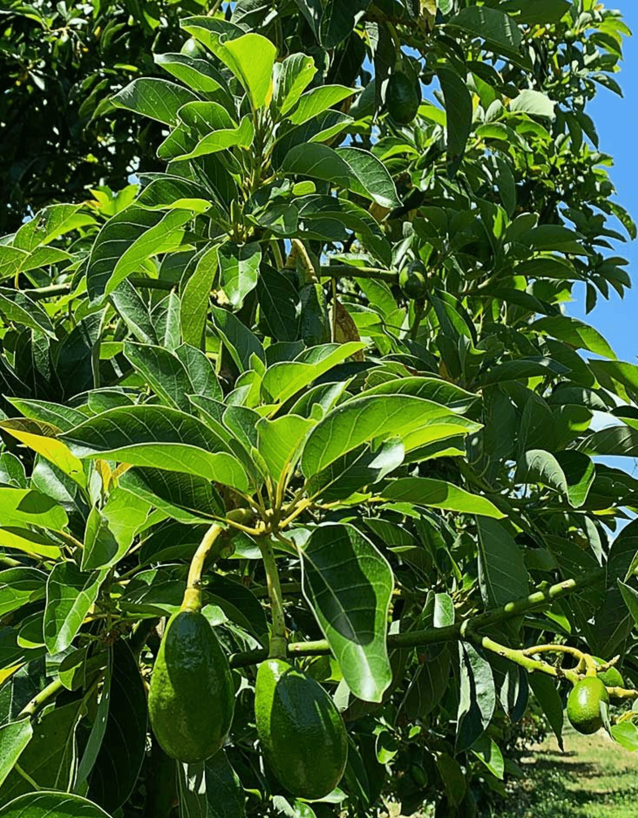 A close-up of an Avocado Tree fruit, showing the smooth, dark green skin and creamy interior.