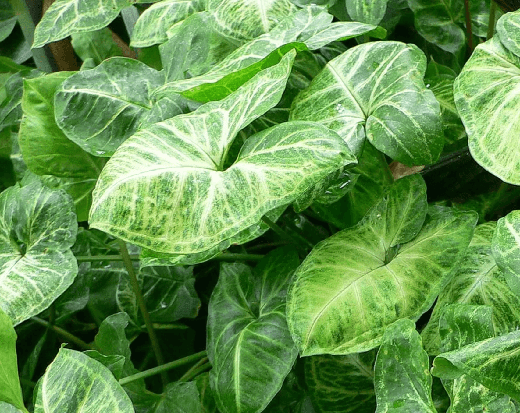 A close-up of an Arrowhead Plant with arrow-shaped leaves.